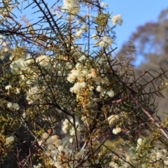 Acacia genistifolia at Wodonga, VIC - 11 Aug 2024 08:59 AM