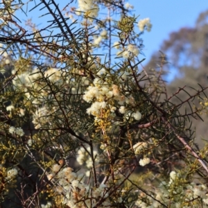 Acacia genistifolia at Wodonga, VIC - 11 Aug 2024 08:59 AM