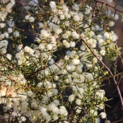 Acacia genistifolia at Wodonga, VIC - 11 Aug 2024 08:59 AM