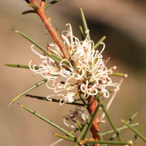 Hakea decurrens subsp. decurrens at Jerrawa, NSW - 9 Aug 2024