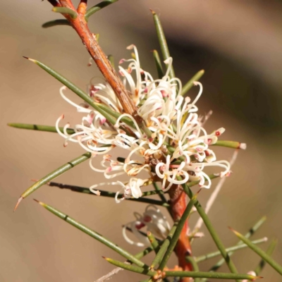 Hakea decurrens subsp. decurrens (Bushy Needlewood) at Jerrawa, NSW - 9 Aug 2024 by ConBoekel