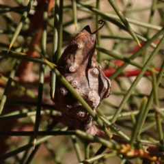 Hakea decurrens subsp. decurrens at Jerrawa, NSW - 9 Aug 2024