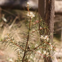 Hakea decurrens subsp. decurrens at Jerrawa, NSW - 9 Aug 2024