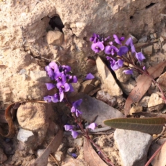 Hardenbergia violacea (False Sarsaparilla) at Jerrawa, NSW - 9 Aug 2024 by ConBoekel