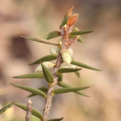 Melichrus urceolatus at Jerrawa, NSW - 9 Aug 2024 11:41 AM