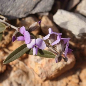 Hovea heterophylla at Jerrawa, NSW - 9 Aug 2024 11:23 AM