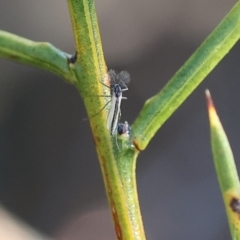 Chironomidae (family) (Non-biting Midge) at Wodonga, VIC - 11 Aug 2024 by KylieWaldon