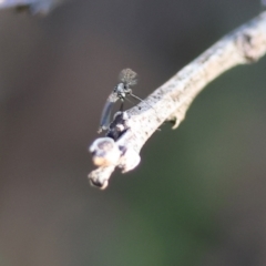 Chironomidae (family) at Wodonga, VIC - 11 Aug 2024 08:59 AM