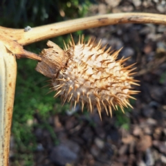 Datura stramonium at Ainslie, ACT - 11 Aug 2024