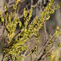 Acacia paradoxa (Kangaroo Thorn) at Wodonga, VIC - 11 Aug 2024 by KylieWaldon