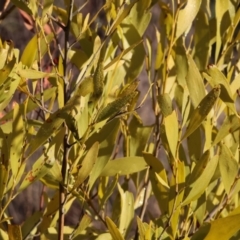 Acacia melanoxylon (Blackwood) at Wodonga, VIC - 10 Aug 2024 by KylieWaldon