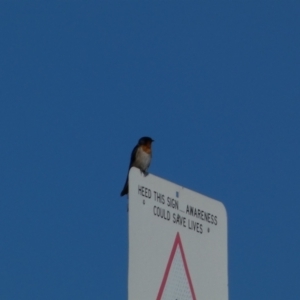 Hirundo neoxena at Coombs, ACT - 11 Aug 2024