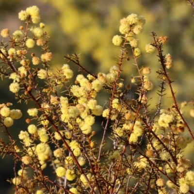 Acacia ulicifolia (Prickly Moses) at Wodonga, VIC - 11 Aug 2024 by KylieWaldon