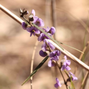 Hovea heterophylla at Jerrawa, NSW - 9 Aug 2024