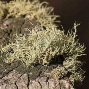 Usnea sp. (genus) at Jerrawa, NSW - 9 Aug 2024 11:32 AM