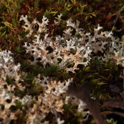 Cladia corallaizon at Jerrawa, NSW - 9 Aug 2024 by ConBoekel