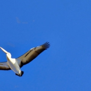 Pelecanus conspicillatus at Hume, ACT - 10 Aug 2024