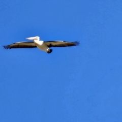 Pelecanus conspicillatus at Hume, ACT - 10 Aug 2024