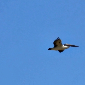 Pelecanus conspicillatus at Hume, ACT - 10 Aug 2024