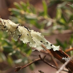 Unidentified Lichen, Moss or other Bryophyte at Jerrawa, NSW - 9 Aug 2024 by ConBoekel