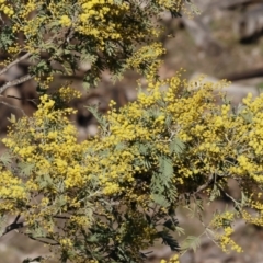 Acacia dealbata subsp. dealbata (Silver Wattle) at Wodonga, VIC - 10 Aug 2024 by KylieWaldon