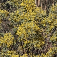 Acacia dealbata subsp. dealbata at Wodonga, VIC - 11 Aug 2024 08:45 AM