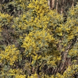 Acacia dealbata subsp. dealbata at Wodonga, VIC - 11 Aug 2024 08:45 AM