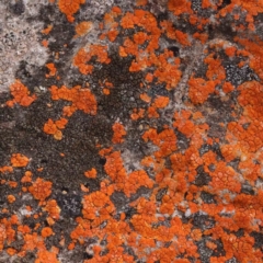 Caloplaca sp. (Firedot Lichen) at Jerrawa, NSW - 9 Aug 2024 by ConBoekel