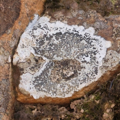 Unverified Lichen, Moss or other Bryophyte at Jerrawa, NSW - 9 Aug 2024 by ConBoekel