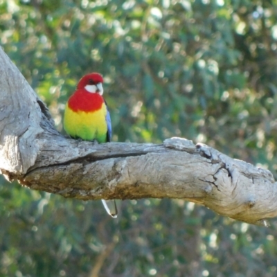 Platycercus eximius (Eastern Rosella) at Symonston, ACT - 11 Aug 2024 by CallumBraeRuralProperty