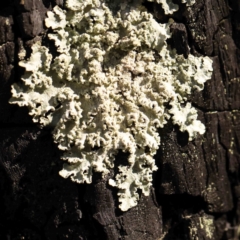 Unidentified Lichen at Jerrawa, NSW - 9 Aug 2024 by ConBoekel