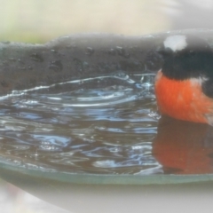 Petroica boodang (Scarlet Robin) at Symonston, ACT - 28 Jul 2024 by CallumBraeRuralProperty