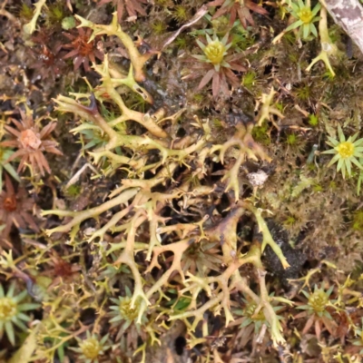 Cladia aggregata (A lichen) at Jerrawa, NSW - 9 Aug 2024 by ConBoekel