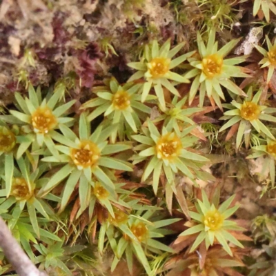 Dawsonia (genus) at Jerrawa, NSW - 9 Aug 2024 by ConBoekel