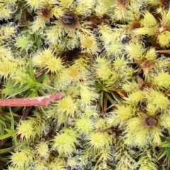 Unidentified Moss, Liverwort or Hornwort at Jerrawa, NSW - 9 Aug 2024 by ConBoekel