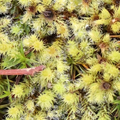 Unidentified Moss, Liverwort or Hornwort at Jerrawa, NSW - 9 Aug 2024 by ConBoekel