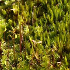 Unverified Moss, Liverwort or Hornwort at Jerrawa, NSW - 9 Aug 2024 by ConBoekel