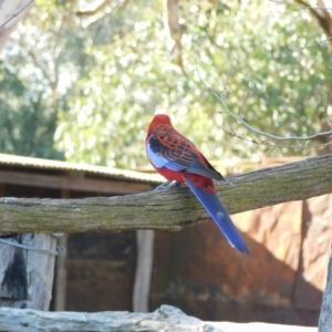 Platycercus elegans at Symonston, ACT - 11 Aug 2024