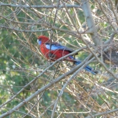 Platycercus elegans at Symonston, ACT - 11 Aug 2024 02:38 PM