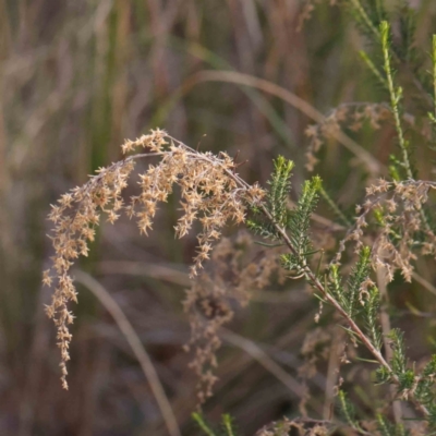 Cassinia sifton (Sifton Bush, Chinese Shrub) at Jerrawa, NSW - 9 Aug 2024 by ConBoekel