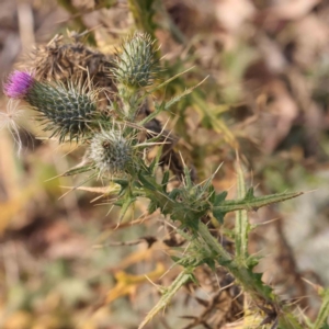 Cirsium vulgare at Jerrawa, NSW - 9 Aug 2024 12:30 PM