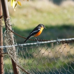 Petroica phoenicea (Flame Robin) at Symonston, ACT - 11 Aug 2024 by CallumBraeRuralProperty