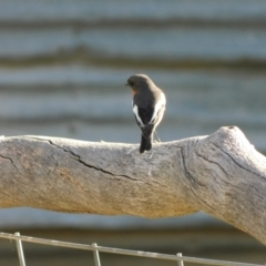 Petroica phoenicea at Symonston, ACT - 11 Aug 2024