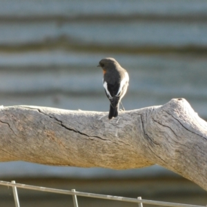 Petroica phoenicea at Symonston, ACT - 11 Aug 2024