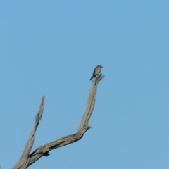 Petroica phoenicea at Symonston, ACT - 11 Aug 2024 02:48 PM