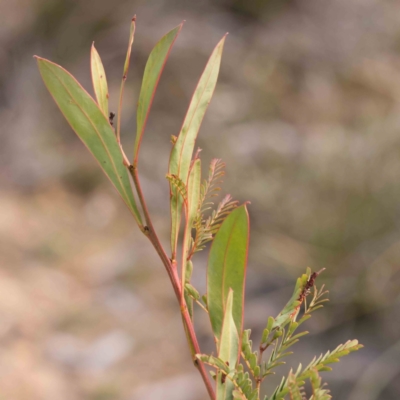 Acacia rubida (Red-stemmed Wattle, Red-leaved Wattle) at Jerrawa, NSW - 9 Aug 2024 by ConBoekel