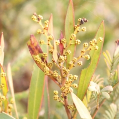 Acacia rubida at Jerrawa, NSW - 9 Aug 2024 12:24 PM