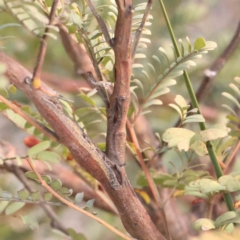 Acacia rubida at Jerrawa, NSW - 9 Aug 2024 12:24 PM