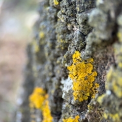 Xanthoria sp. (genus) (A lichen) at Downer, ACT - 11 Aug 2024 by Hejor1