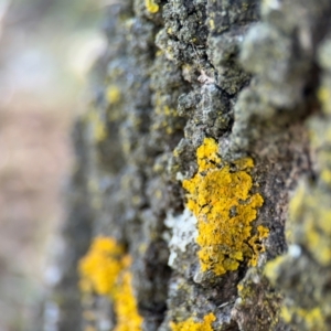 Xanthoria sp. at Downer, ACT - 11 Aug 2024